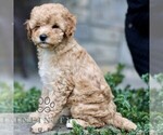 Small #3 Cavapoo (Miniature)