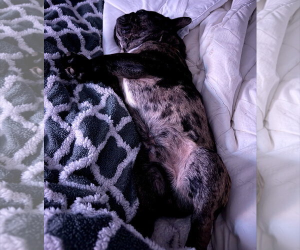 Medium Photo #7 French Bulldog Puppy For Sale in Buffalo, MN, USA