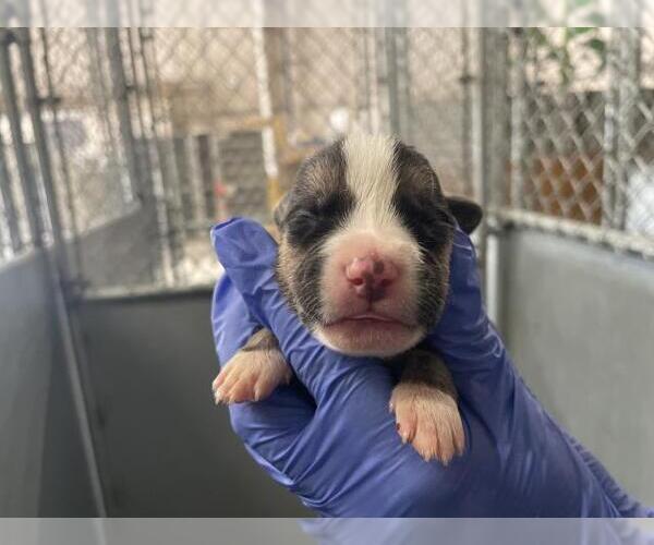 Medium Photo #1 American Bulldog-Unknown Mix Puppy For Sale in HESPERIA, CA, USA