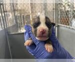 Small American Bulldog Mix