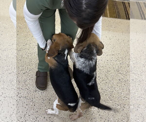 Medium Photo #5 Beagle-Unknown Mix Puppy For Sale in York, SC, USA