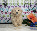 Puppy Brownie Poodle (Miniature)