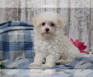 Havanese-Poodle (Toy) Mix Puppy for sale in SHILOH, OH, USA