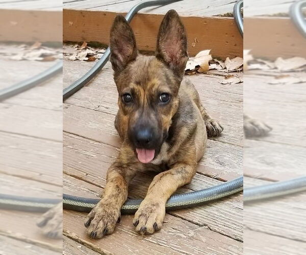 Medium Photo #3 Retriever -Unknown Mix Puppy For Sale in The Woodlands, TX, USA