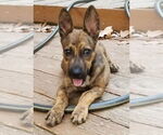 Small #2 Retriever  Mix