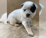 Small Photo #6 Australian Cattle Dog Puppy For Sale in MYRTLE BEACH, SC, USA