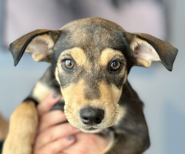 Medium Photo #3 Mutt Puppy For Sale in Jefferson, NJ, USA