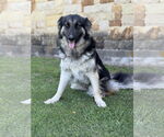Small #1 German Shepherd Dog Mix