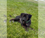 Small #2 Mutt