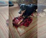 Small Doberman Pinscher