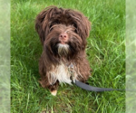 Small Photo #4 Havanese-Unknown Mix Puppy For Sale in Brooklyn Center, MN, USA