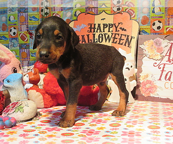 Medium Photo #7 Doberman Pinscher Puppy For Sale in LONDON, KY, USA
