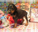 Small #6 Doberman Pinscher