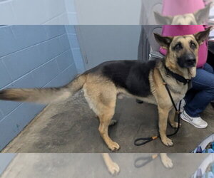 Kaiser - Male German Shepherd Dog Dog for Adoption - Photo #2