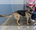 Small Photo #2 German Shepherd Dog Puppy For Sale in Evansville, IN, USA
