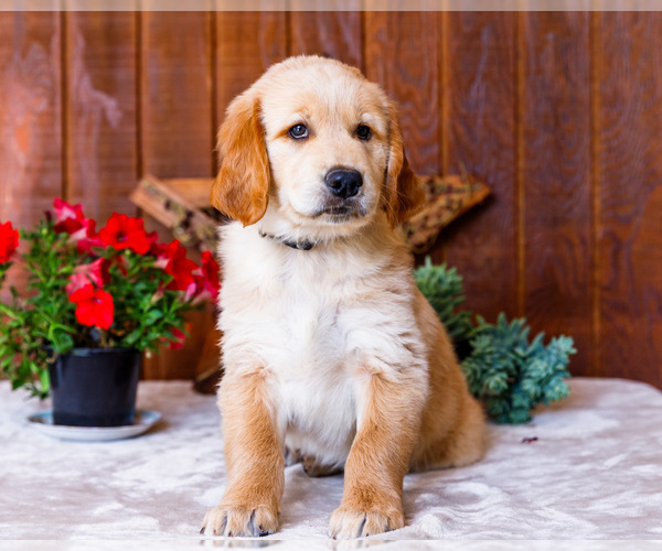 Medium Photo #4 Golden Retriever Puppy For Sale in WAKARUSA, IN, USA