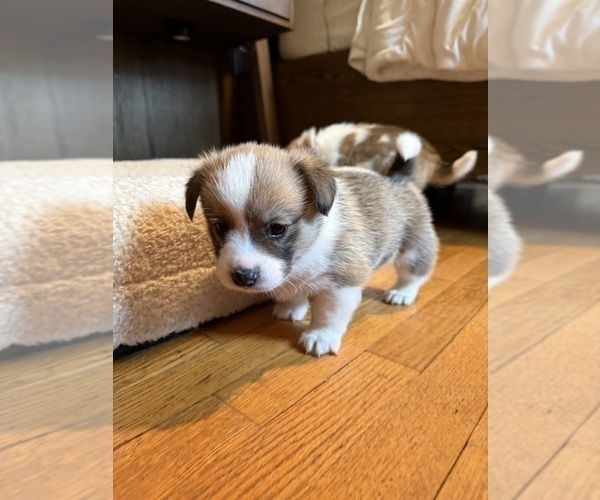 Medium Photo #16 Pembroke Welsh Corgi Puppy For Sale in GRAND RAPIDS, MI, USA