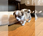 Small #15 Pembroke Welsh Corgi