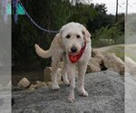 Small Photo #4 Goldendoodle (Miniature) Puppy For Sale in San Diego, CA, USA