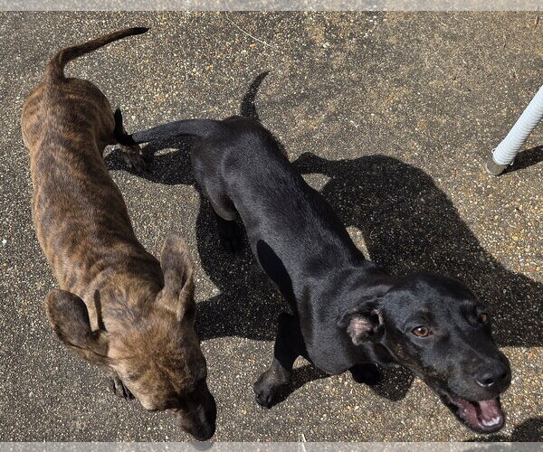 Medium Photo #2 Plott Hound-Unknown Mix Puppy For Sale in Horn Lake, MS, USA