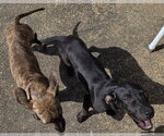 Small #1 Plott Hound Mix
