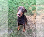 Small #5 Doberman Pinscher