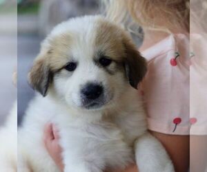 Great Pyrenees Puppy for sale in DENVER, PA, USA
