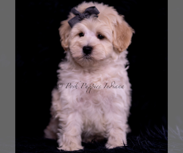 Medium Photo #3 Maltipoo (Miniature) Puppy For Sale in WARSAW, IN, USA