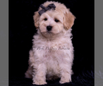 Small Photo #101 Maltipoo (Miniature) Puppy For Sale in WARSAW, IN, USA