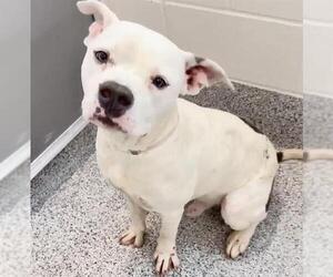 American Bulldog Dogs for adoption in Houston, TX, USA