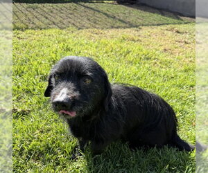 Mutt Dogs for adoption in Riverside, CA, USA