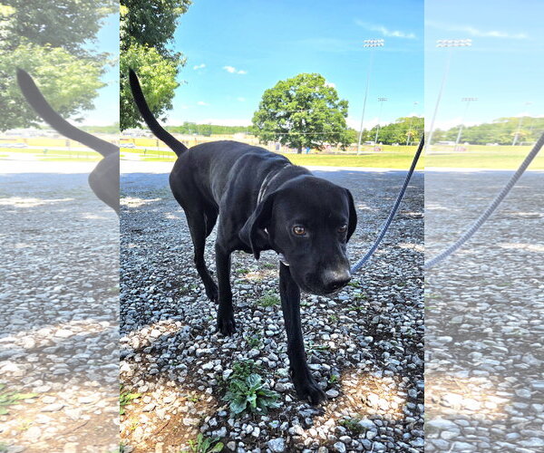 Medium Photo #4 Mutt Puppy For Sale in Rustburg, VA, USA
