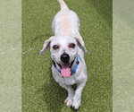 Small #1 Doxiepoo (Standard)