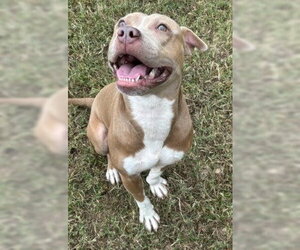 Mutt Dogs for adoption in Glen Allen, VA, USA