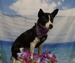 Small Chihuahua Mix