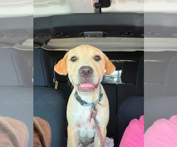 Medium Photo #6 Labrador Retriever-Unknown Mix Puppy For Sale in Claremore, OK, USA