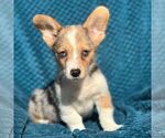 Image preview for Ad Listing. Nickname: Jasper