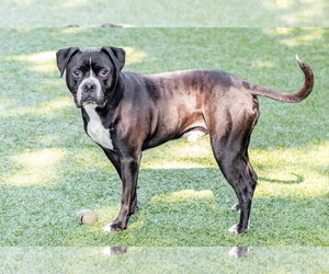 Chico - Male Mutt Dog for Adoption - Photo #3
