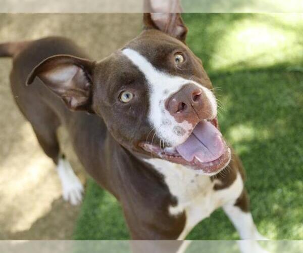 Medium Photo #2 Staffordshire Bull Terrier-Unknown Mix Puppy For Sale in Tallahassee, FL, USA
