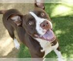 Small #1 Staffordshire Bull Terrier Mix