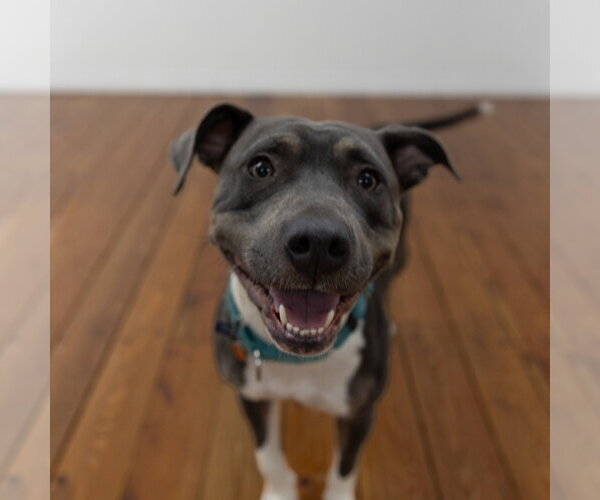 Medium Photo #23 Mutt Puppy For Sale in Fargo, ND, USA