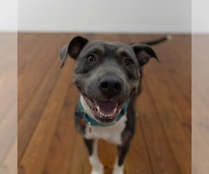 Gayle - Female Mutt Dog for Adoption - Photo #23