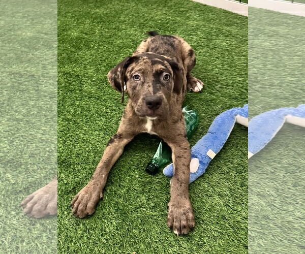 Medium Photo #1 Catahoula Leopard Dog-Unknown Mix Puppy For Sale in Sanford, FL, USA