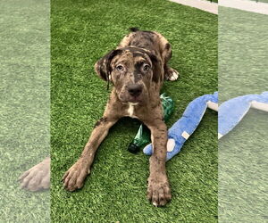 Catahoula Leopard Dog-Unknown Mix Dogs for adoption in Sanford, FL, USA