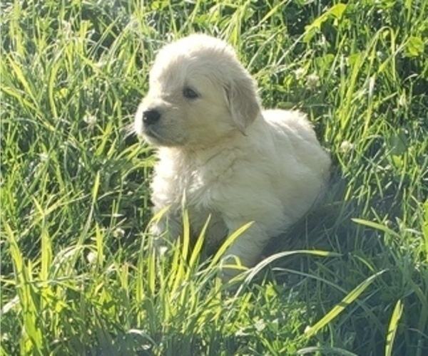 Full screen Photo #2 Golden Retriever Puppy For Sale in HAGERMAN, ID, USA