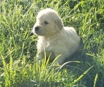 Small Photo #2 Golden Retriever Puppy For Sale in HAGERMAN, ID, USA