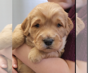 Goldendoodle (Miniature) Puppy for sale in FLORENCE, CO, USA