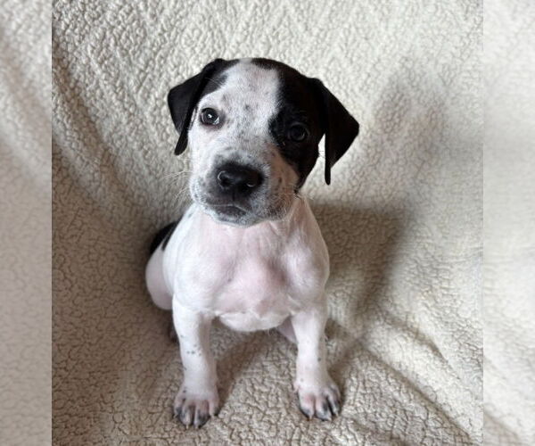 Medium Photo #1 American Staffordshire Terrier-Labrador Retriever Mix Puppy For Sale in Lakewood, CO, USA