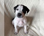 Small American Staffordshire Terrier-Labrador Retriever Mix