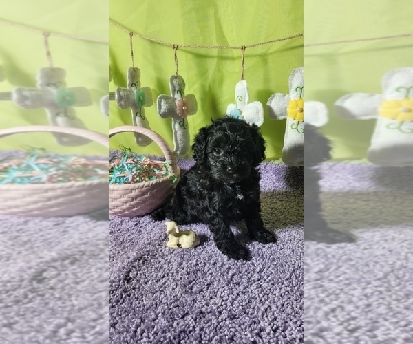 Medium Photo #5 Bernedoodle (Miniature) Puppy For Sale in BLACK FOREST, CO, USA
